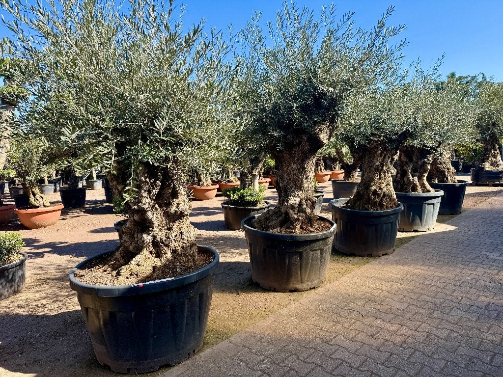 Olijfboom (Olea europaea)120/140 cm stamomtrek - mini bonsai, Ophalen of Verzenden, 100 tot 250 cm, Olijfboom, Zomer