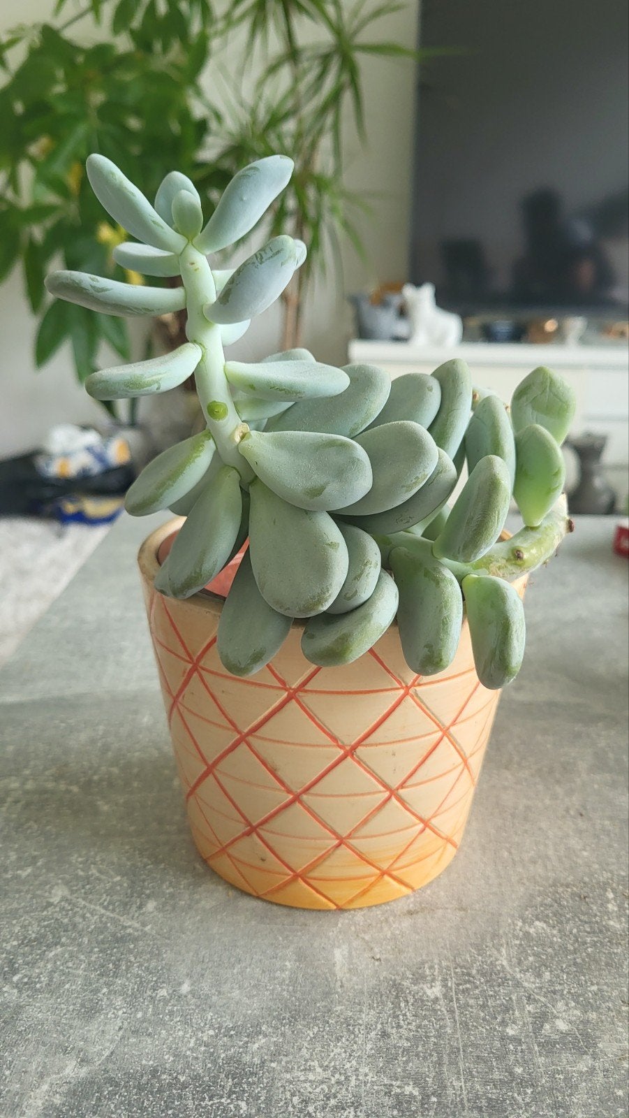 Mooie vetplant in decoratieve pot, Minder dan 60 cm, Rond, Ophalen of Verzenden, Zo goed als nieuw