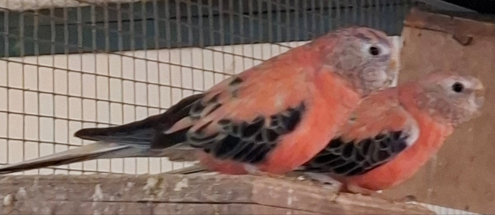 Kweekkoppel roze bourks, Dieren en Toebehoren, Meerdere dieren, Parkiet