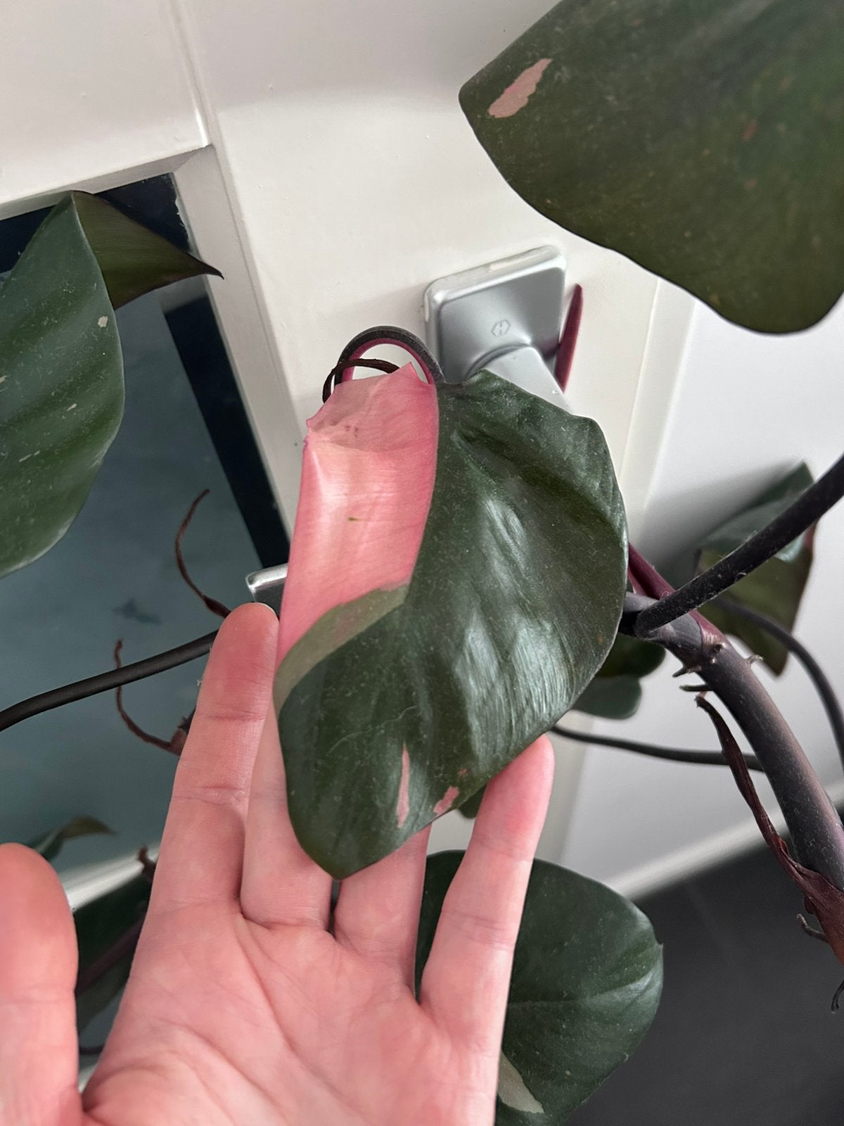 Philodendron Pink Princess – ca. 190 cm, Ophalen, Halfschaduw, 150 tot 200 cm