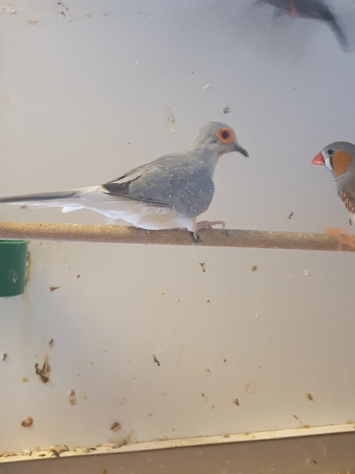 Diamantduif, Dieren en Toebehoren, Mannelijk, Tropenvogel