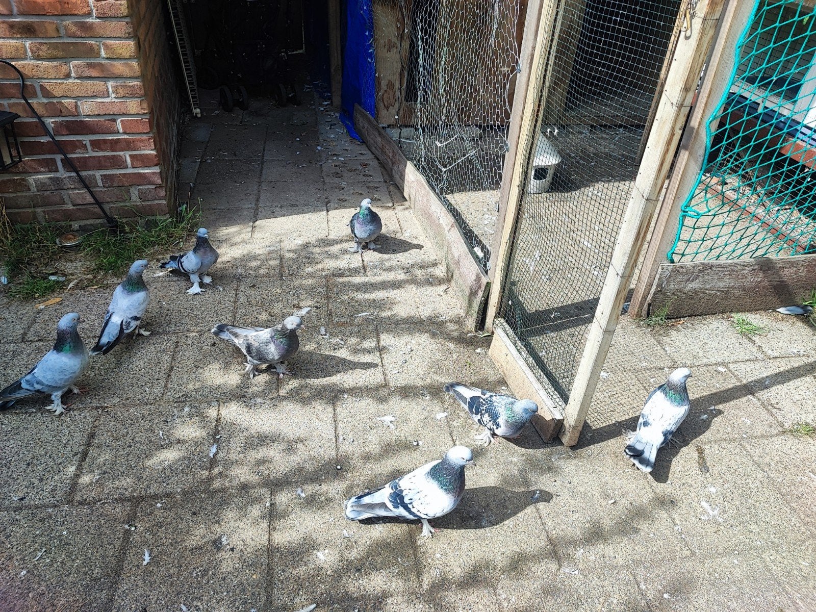 Duiven, Meerdere dieren, Postduif
