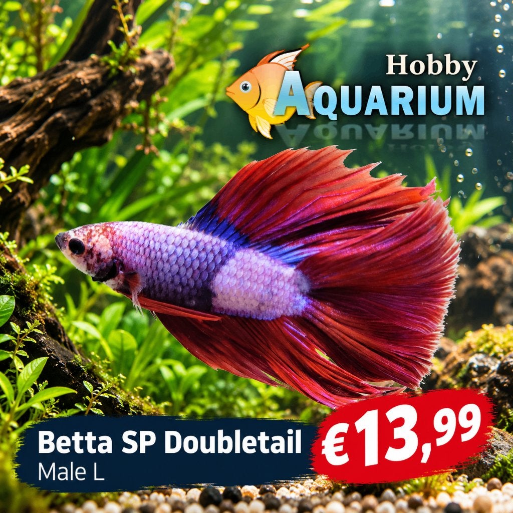 Hobbyaquarium Betta SP Doubletail, Vis, Zoetwatervis
