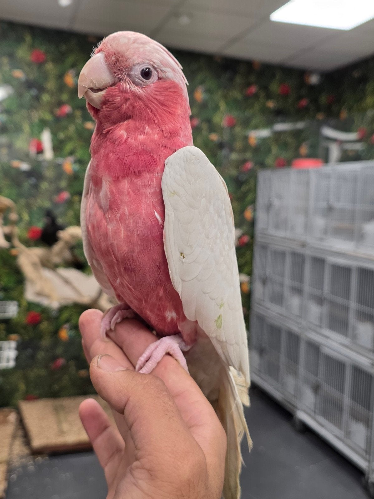 Jonge Lutino rosé kaketoe, Mannelijk, Papegaai, Pratend