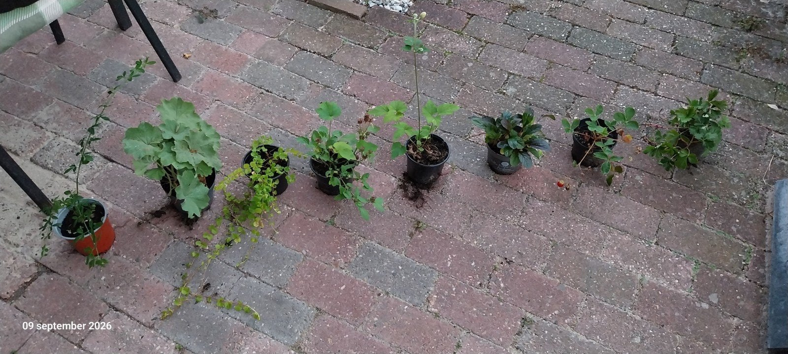 vaste planten, Tuin en Terras, Ophalen, Bodembedekkers, Halfschaduw