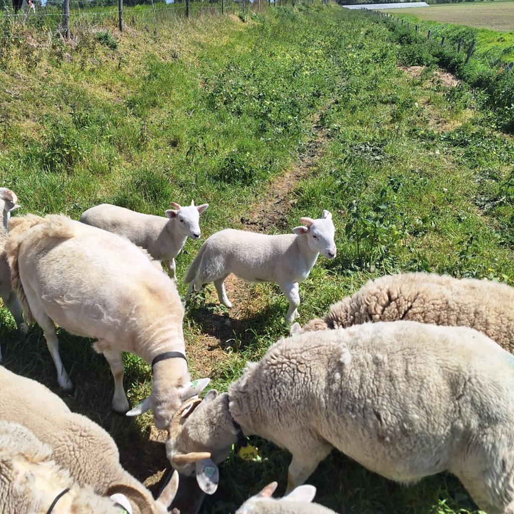Wiltshire horn ramlammeren, Meerdere dieren