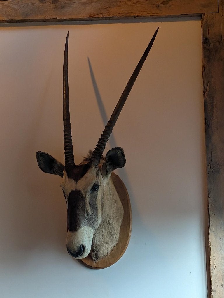 Mooie Oryx opgezette kop met grote horens, Verzamelen, Ophalen, Zo goed als nieuw, Wild dier, Opgezet dier