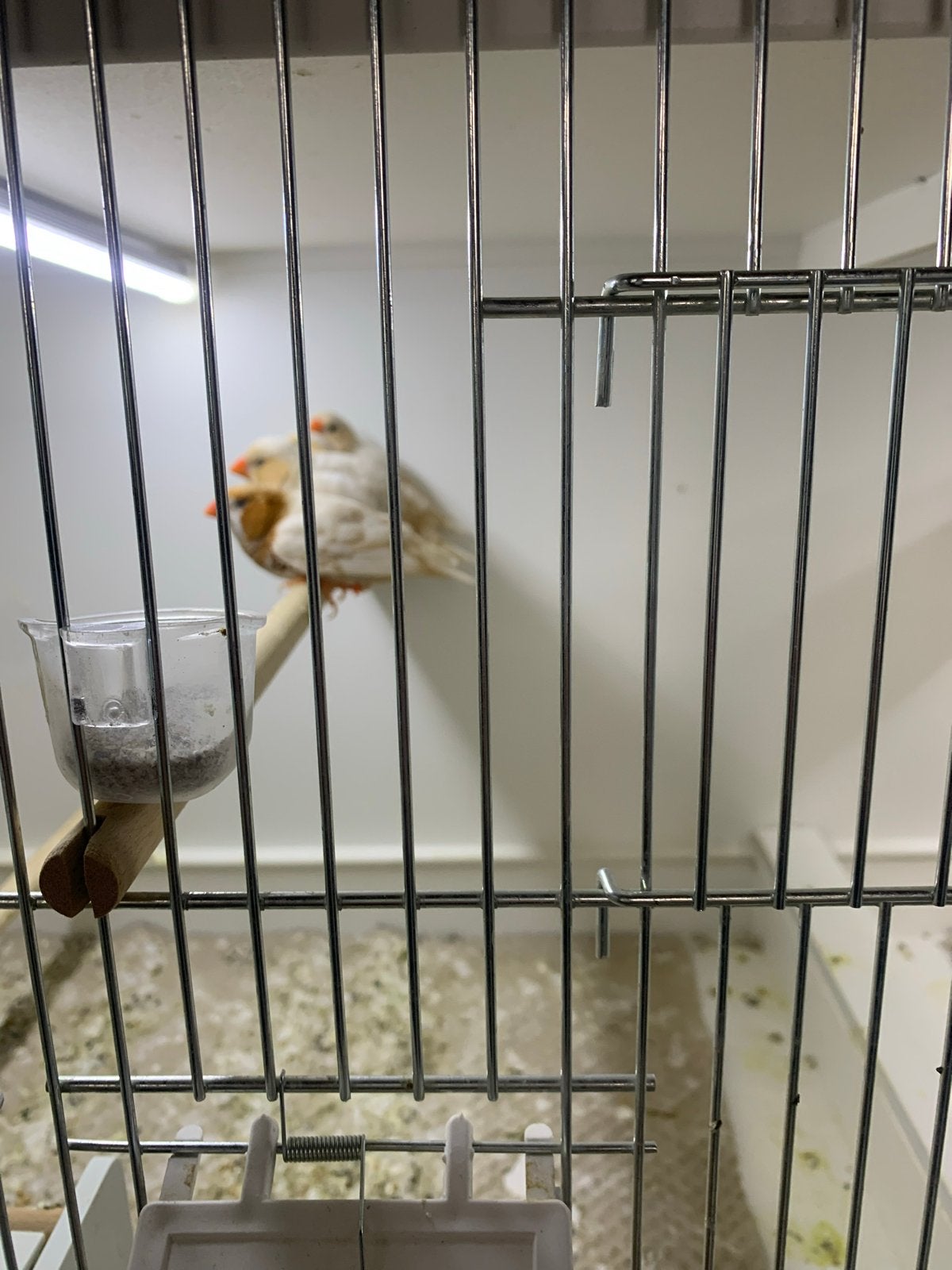 Jonge isabel oranje borst poppen, Dieren en Toebehoren, Vrouwelijk, Kleurkanarie