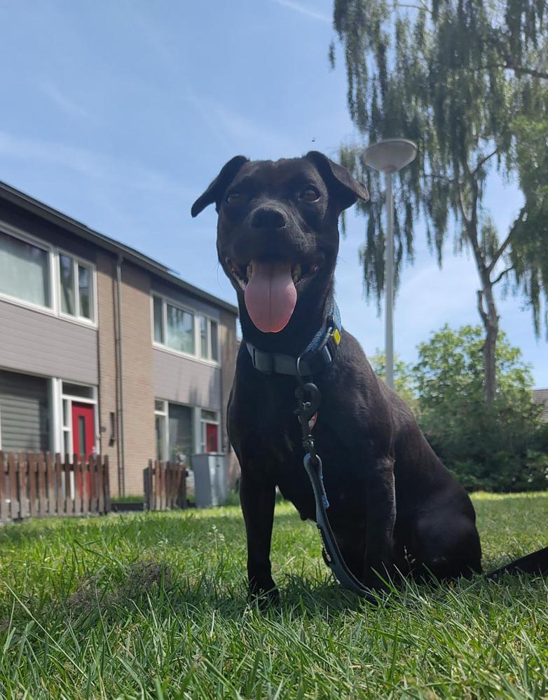 Patterdale Terriër teefje 5 jaar, Dieren en Toebehoren, Overige rassen, CDV (hondenziekte), Teef, Eén hond