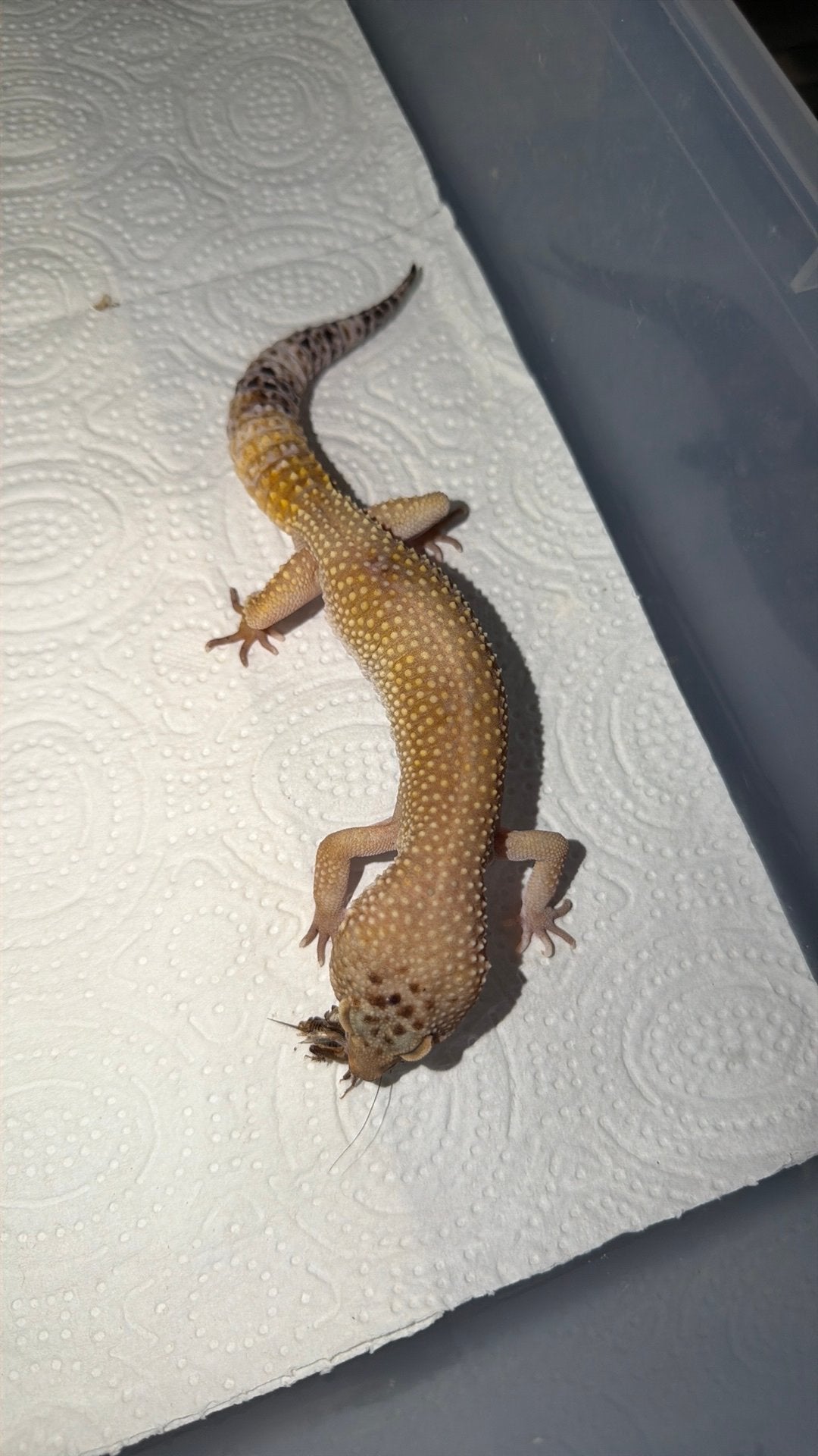 Mannelijke luipaardgekko Leopard Gecko - male for sale from Angel
