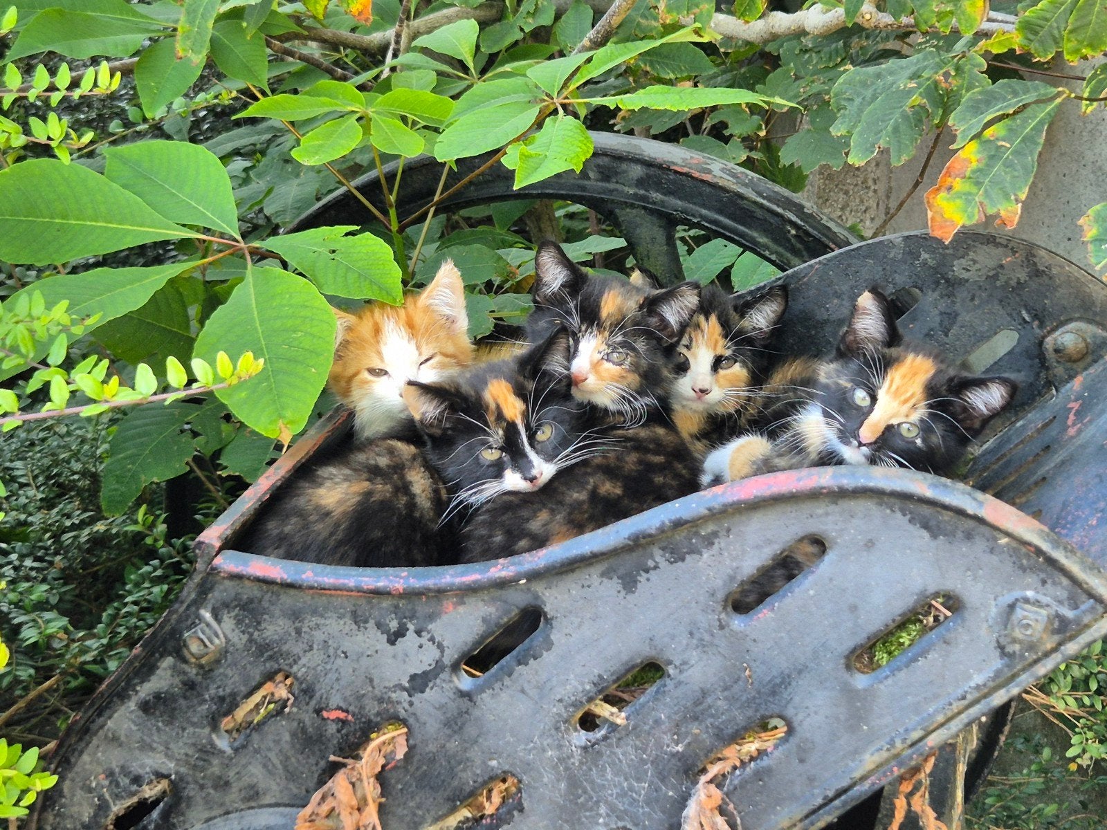 Kittens lapjeskat 4x en 1x rood/wit, Dieren en Toebehoren, Katten en Kittens | Overige Katten, Geslacht onbekend, Kortharig, 0 tot 2 jaar