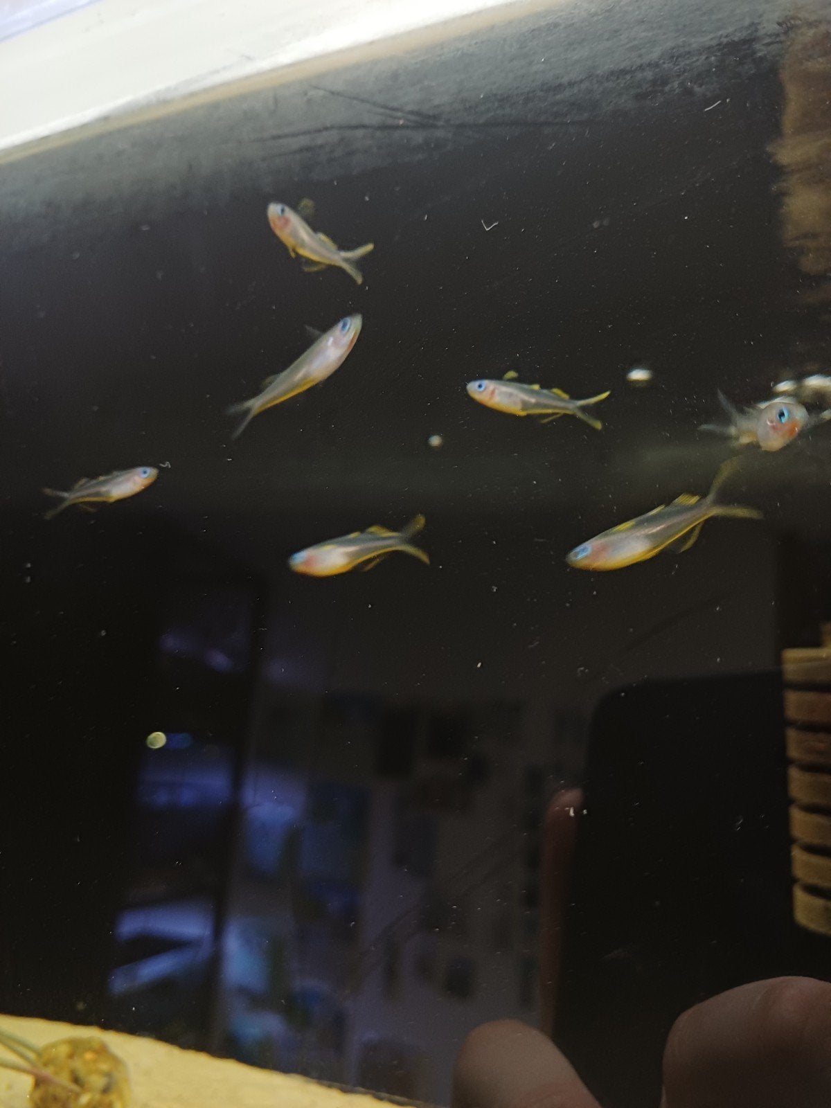 vorkstaart regenboog vis, Dieren en Toebehoren, Vissen | Aquariumvissen, Vis
