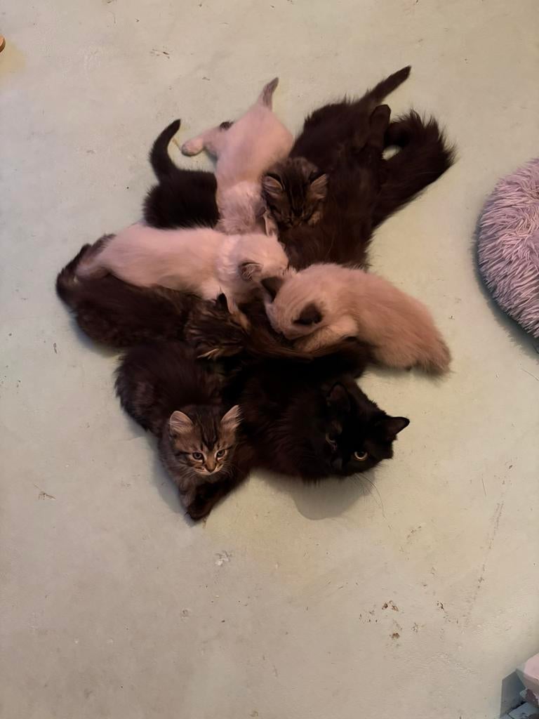 Ragdoll kittens., Dieren en Toebehoren, Katten en Kittens | Raskatten | Langhaar, Meerdere dieren, Ontwormd, 0 tot 2 jaar