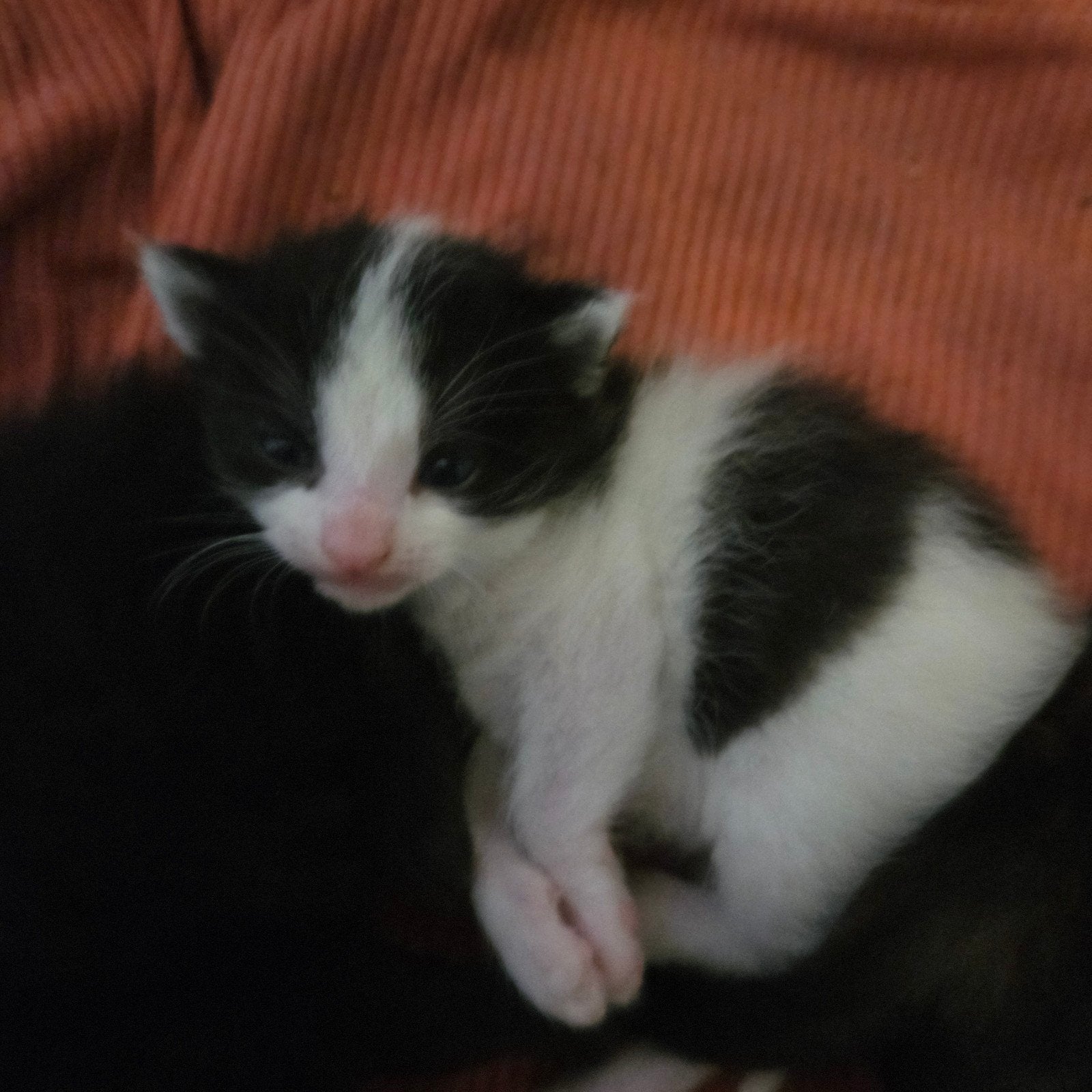lieve kittens zoeken gouden mand, Meerdere dieren