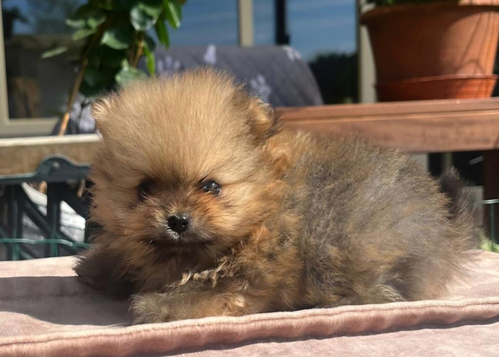 Pomeriaan pup pomeranian pups, Dieren en Toebehoren, Honden | Poolhonden, Keeshonden en Oertypen, Keeshond, 8 tot 15 weken, Parvo