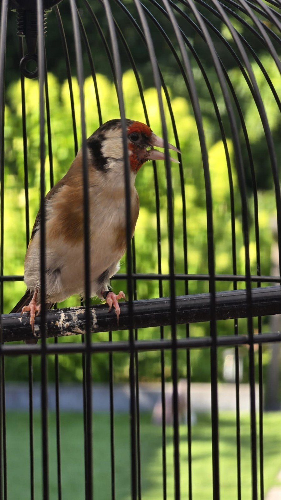 Pop majoor putter, Vrouwelijk, Wildzangvogel, Geringd