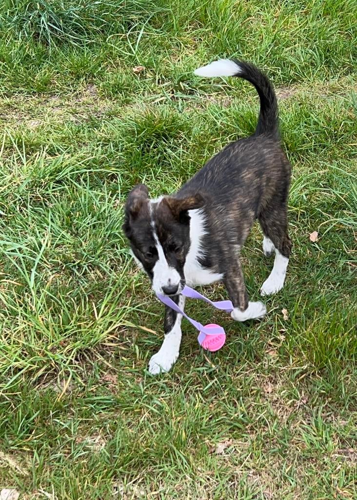 Border Collie pups met FCI stamboom, Dieren en Toebehoren, Honden | Herdershonden en Veedrijvers, Parvo, 8 tot 15 weken, Collie