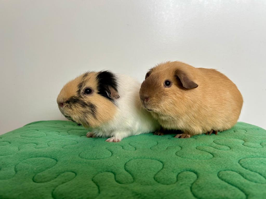 Duo cavia beren ter adoptie - Rodent Rescue, Dieren en Toebehoren, Knaagdieren, November, Mannelijk, Cavia