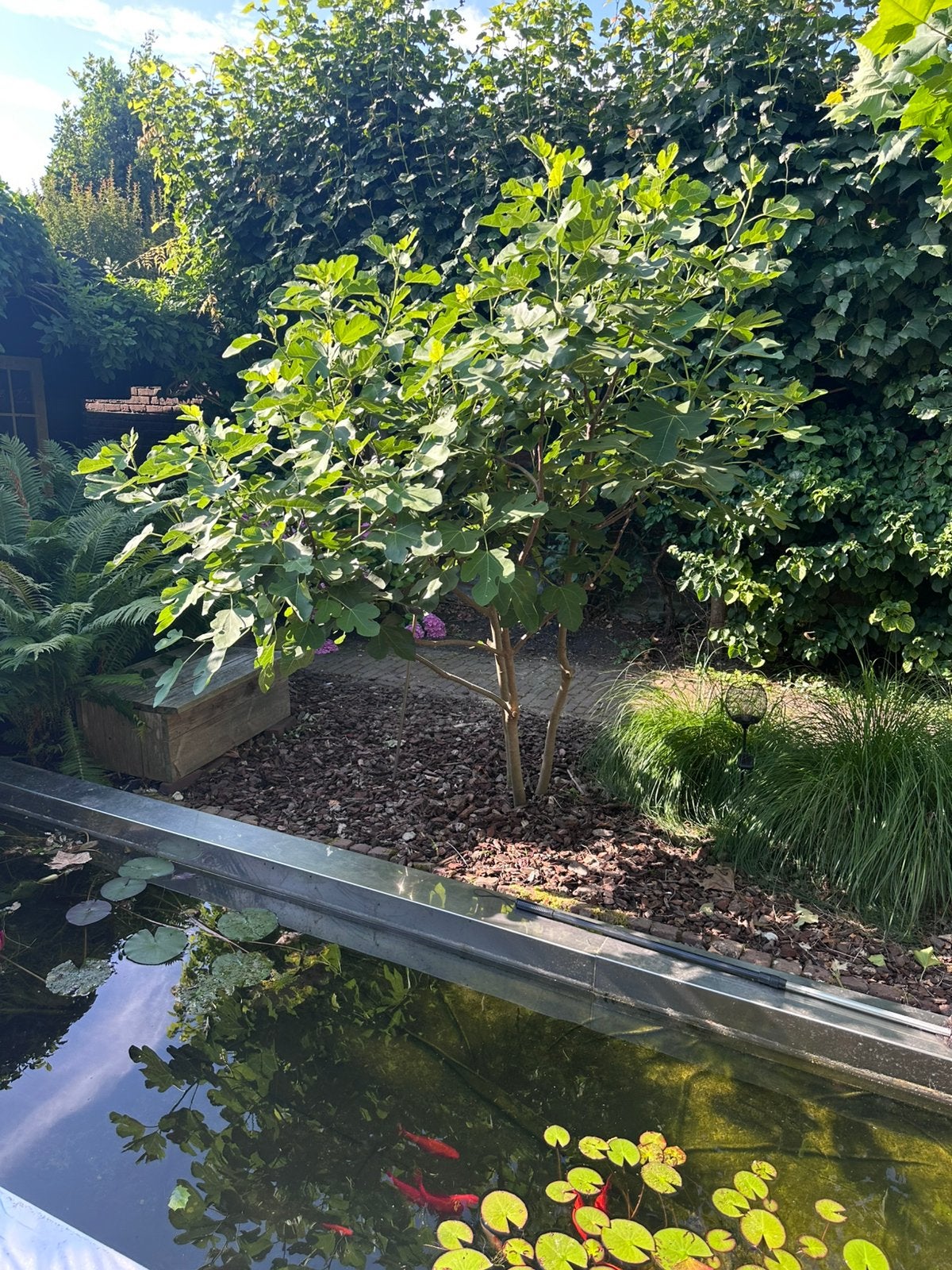 Vijgenboom - gratis, Tuin en Terras, Planten | Bomen, Bloeit niet, Overige soorten, 100 tot 250 cm, Ophalen