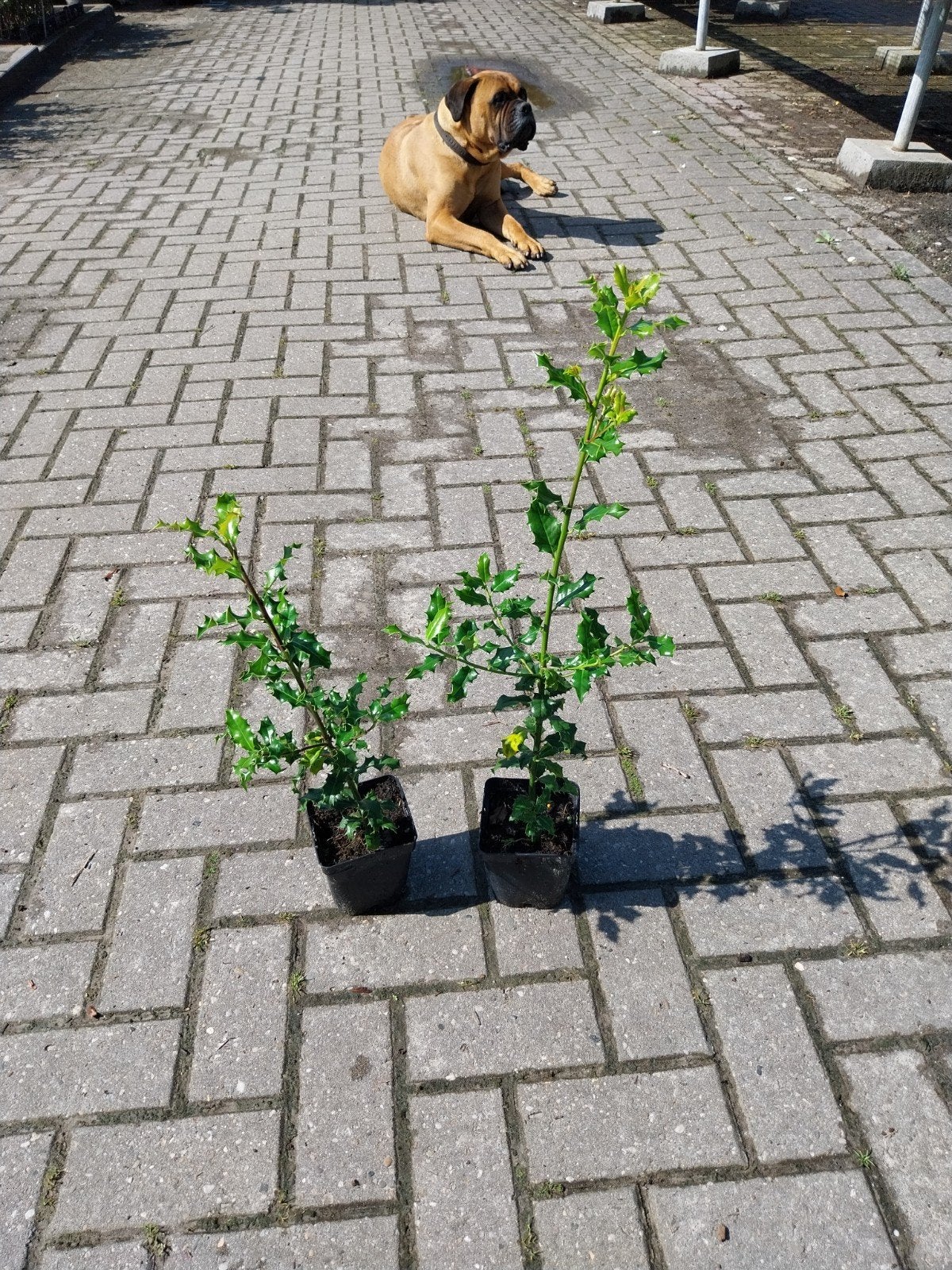 Hulst (Ilex aquifolium) - Wintergroene struik, Tuin en Terras, Vaste plant, Bloeit niet, Halfschaduw, Ophalen
