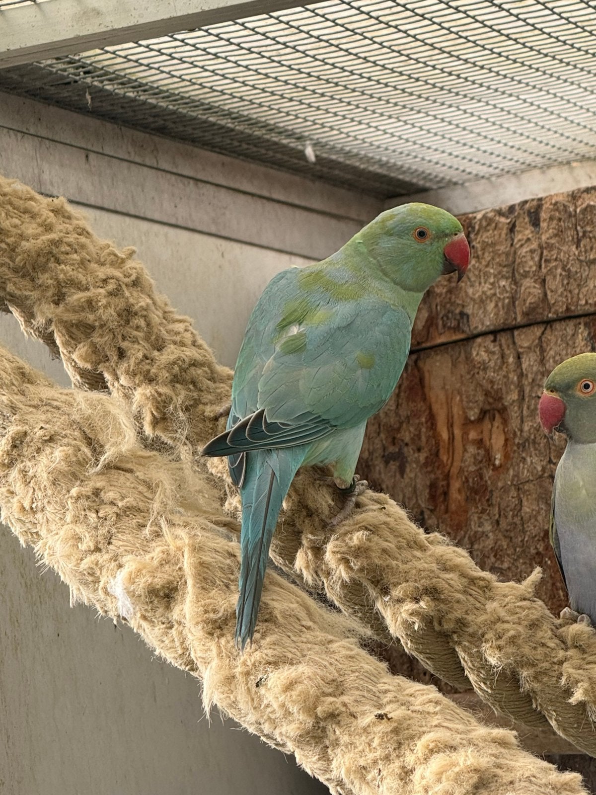Halsband parkiet pop, Dieren en Toebehoren, Vrouwelijk, Parkiet, Geringd