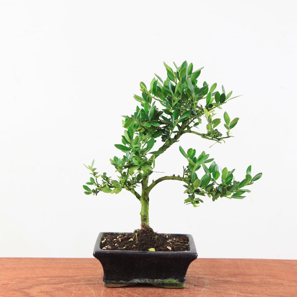 Bonsai Ilex crenata, Tuin en Terras, Planten | Bomen, Overige soorten, Minder dan 100 cm, Halfschaduw, Lente, In pot, Ophalen