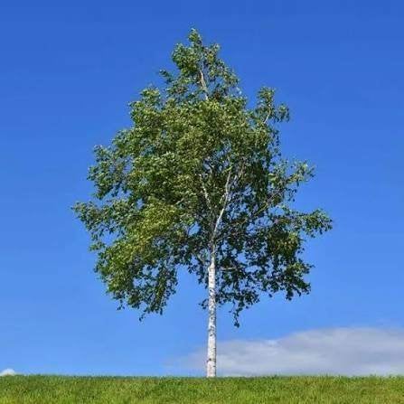 Grote zilverberk beschikbaar | ruwe berk - Betula Pendula, Tuin en Terras, Overige soorten, Lente, 400 cm of meer, Ophalen