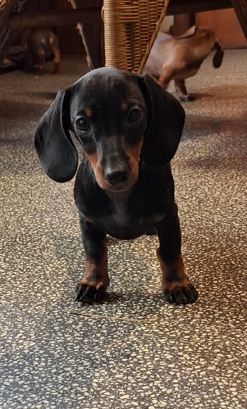 Lieve kortharige teckel puppys pups kleine standaard, Standaard, 8 tot 15 weken, Korthaar, Meerdere