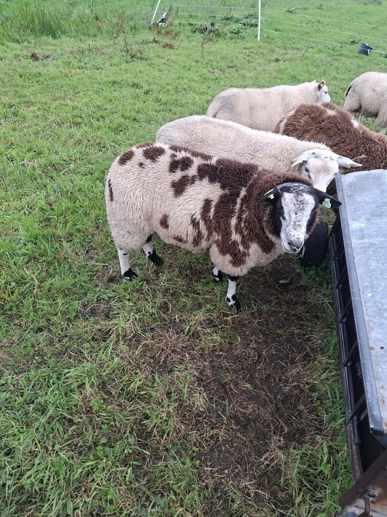 bonte dek rammen, Dieren en Toebehoren, Mannelijk, Schaap, 0 tot 2 jaar