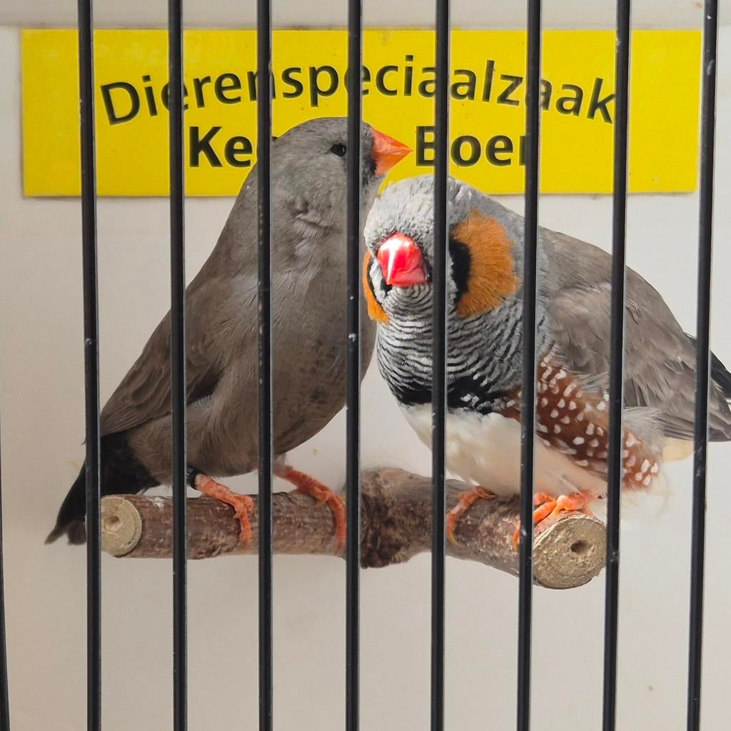 Xxl charcoal zebravinken, Meerdere dieren, Geringd