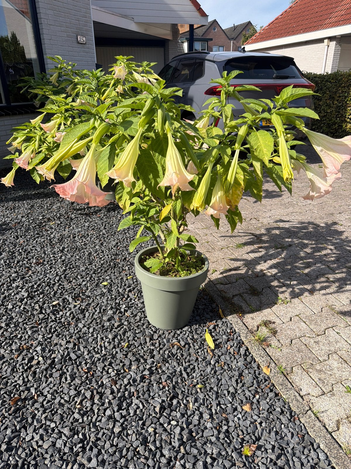 Grote Brugmansia (Engelentrompet) met prachtige bloemen, Volle zon, Vaste plant, Zomer, Ophalen