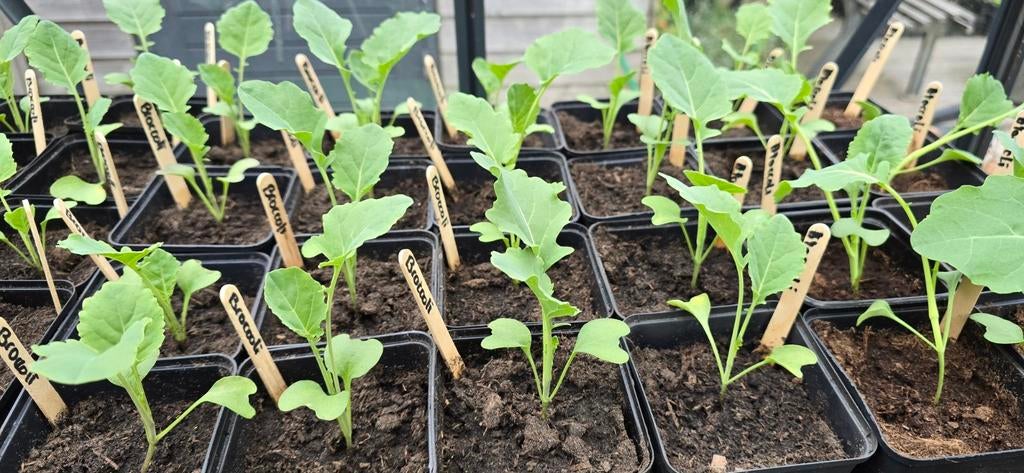 Moestuinplantjes / moestuin / groenteplantjes / stekjes, Ophalen, Eenjarig, Groenteplanten, Volle zon