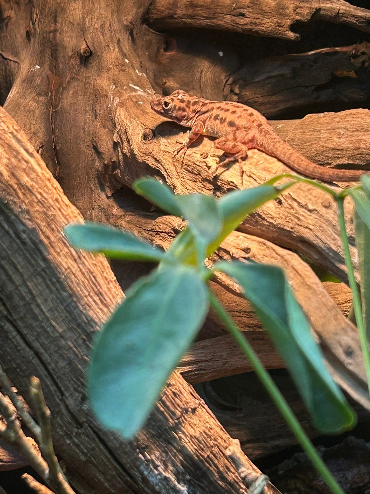 1.1 Anolis sabanus 2025, 0 tot 2 jaar
