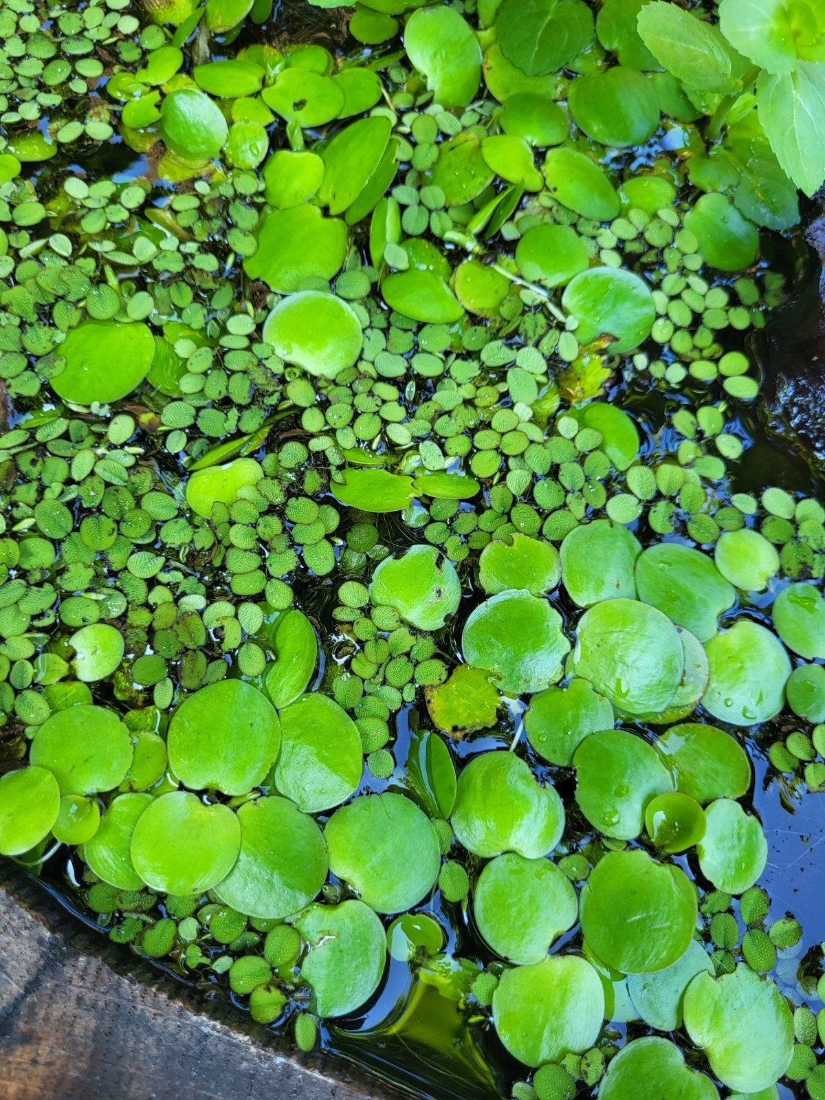 Drijfplantjes, Dieren en Toebehoren, Ophalen, Plant(en), Steen of Hout