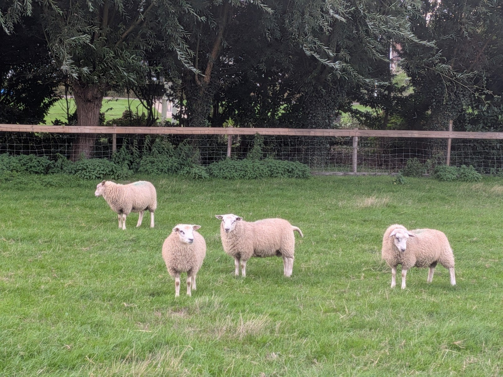 dekram Noordhollander, Dieren en Toebehoren, Schapen, Geiten en Varkens, Mannelijk, Schaap