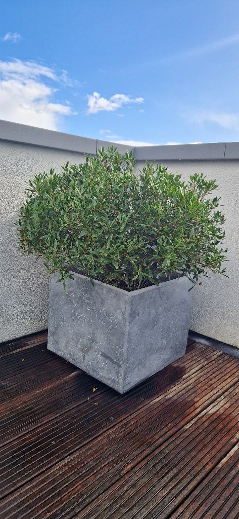 Terras Plant, Tuin en Terras, Volle zon, Vaste plant, Bloeit niet, Ophalen