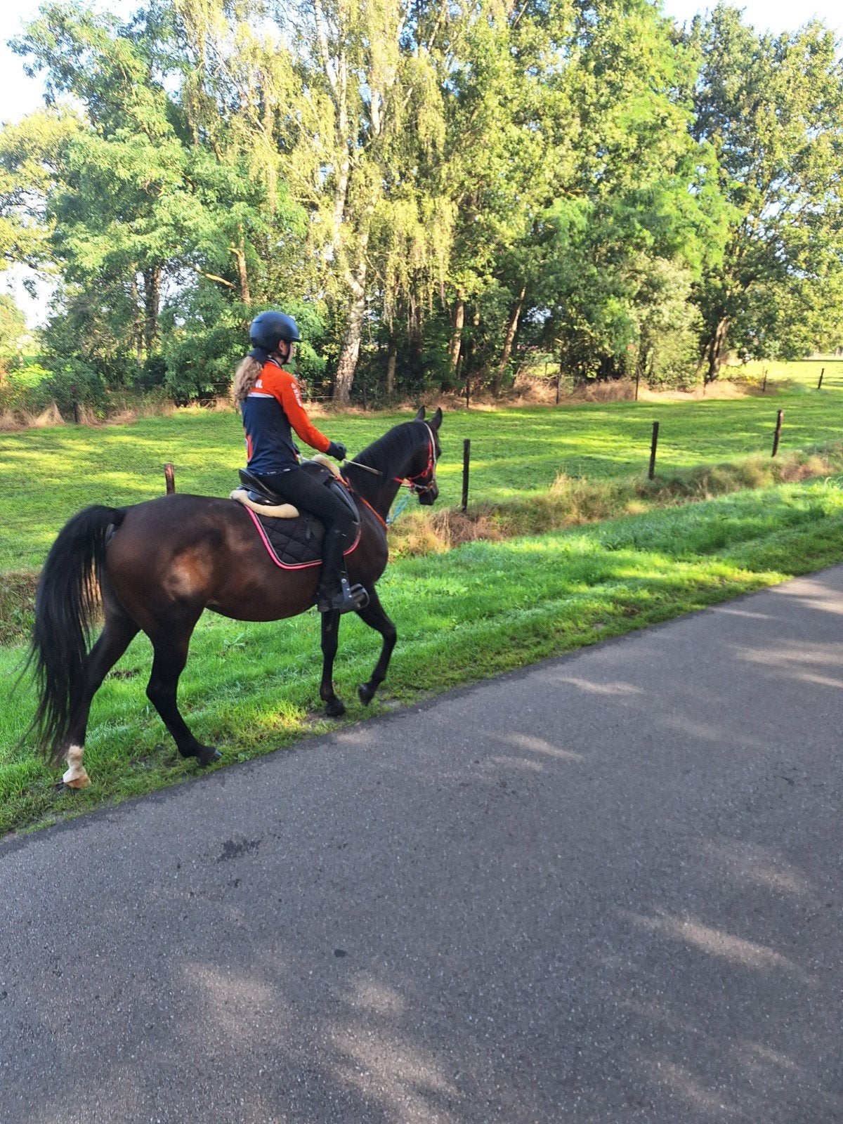 NRPS Stermerrie,Pools volbloed arabier en jaarling  merrie, Dieren en Toebehoren, Merrie