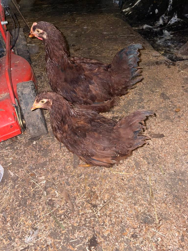 Red island kippen hen en haan ook los te koop, Dieren en Toebehoren, Pluimvee