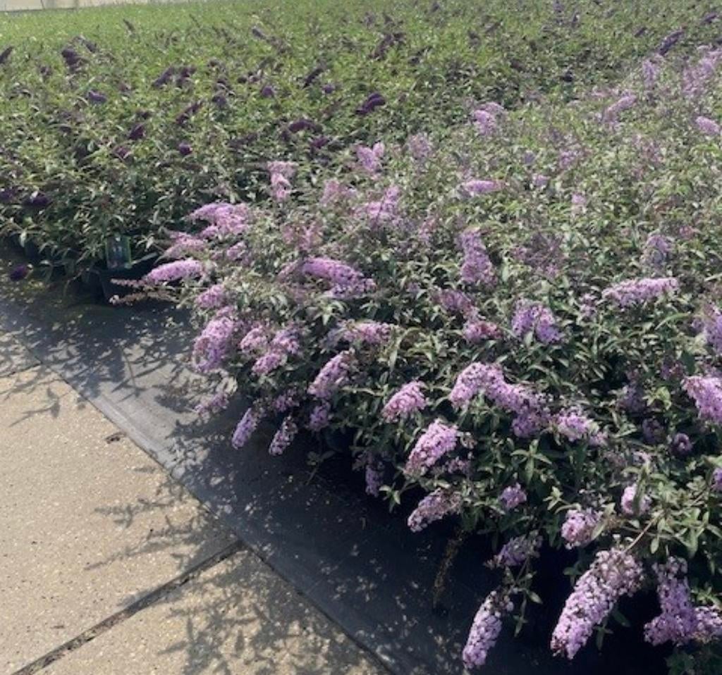 Buddleja laagblijvende soorten | free petite, Tuin en Terras, Planten | Tuinplanten, Overige soorten, Volle zon, Ophalen of Verzenden