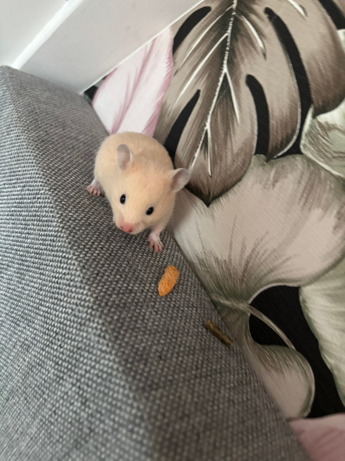 Hamster, Hamster, Juni, Vrouwelijk, Tam