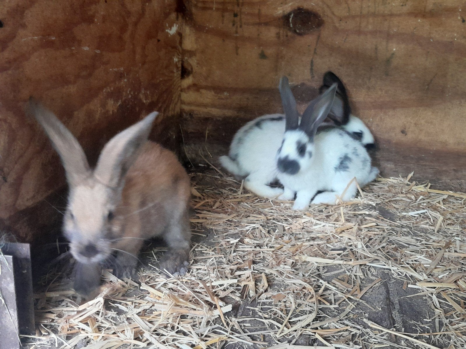 Mooie jonge konijnen groot ras, Meerdere dieren, Groot, 0 tot 2 jaar