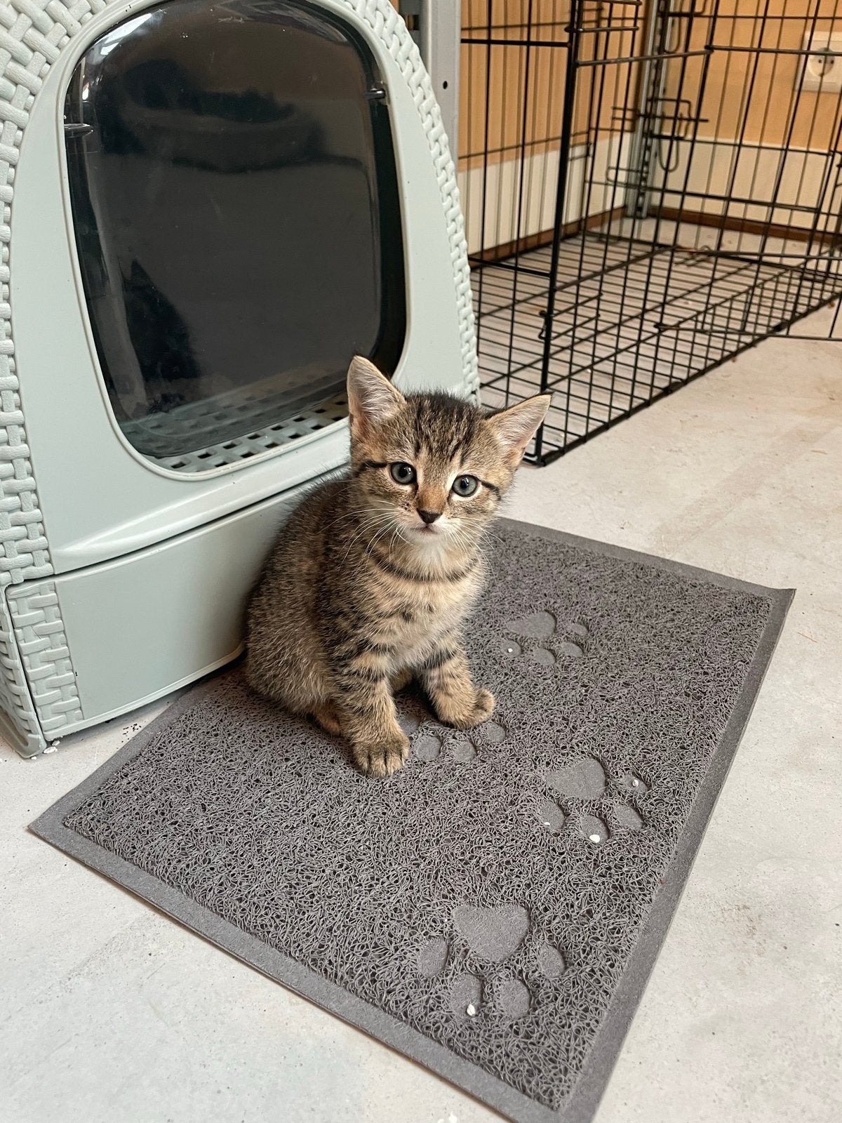 Lieve gesocialiseerde kitten vrouwtje, Dieren en Toebehoren, Poes, Kortharig, 0 tot 2 jaar