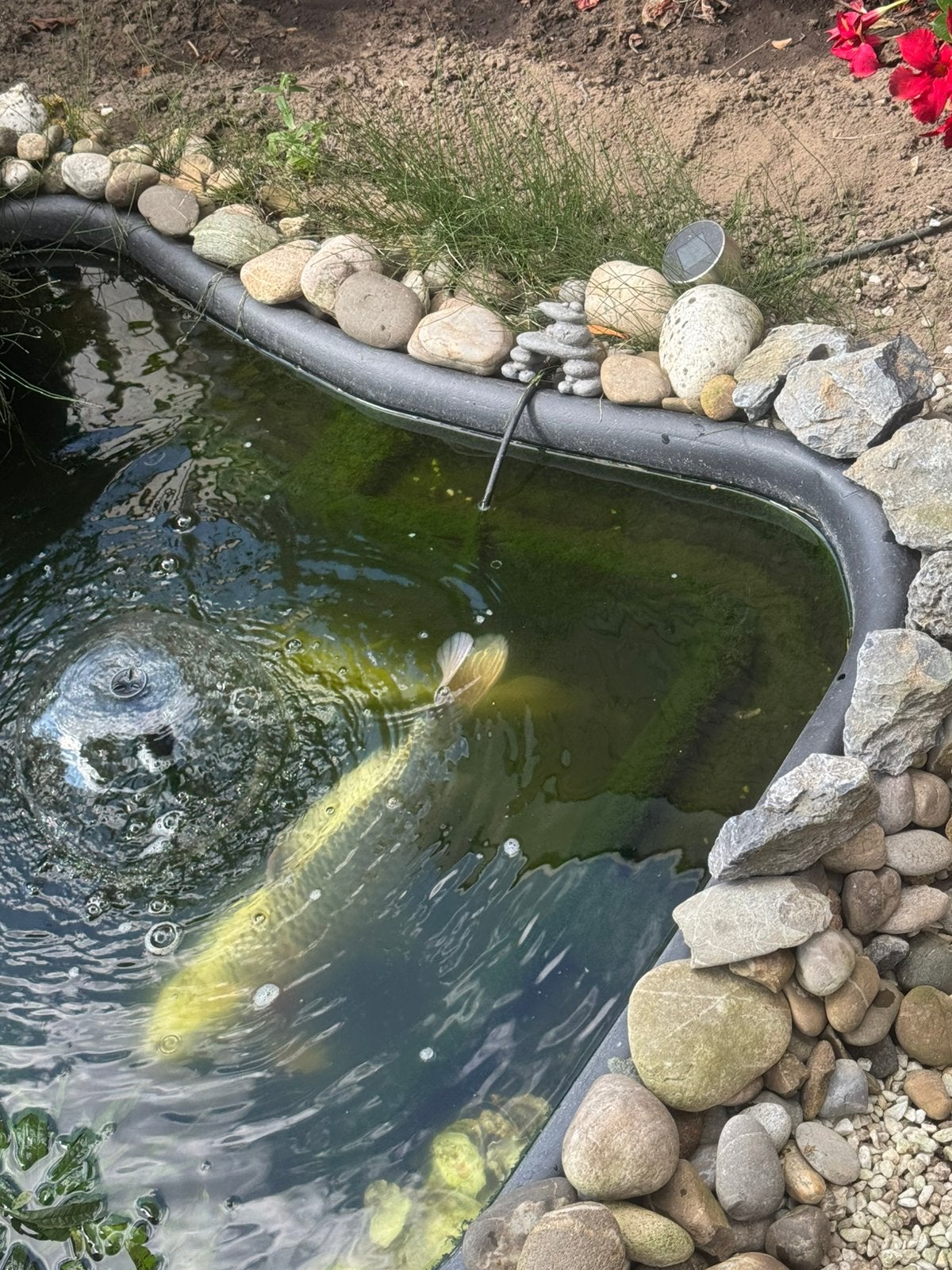 Koi karpers, Tuin en Terras, Vijvers, Ophalen, Zo goed als nieuw