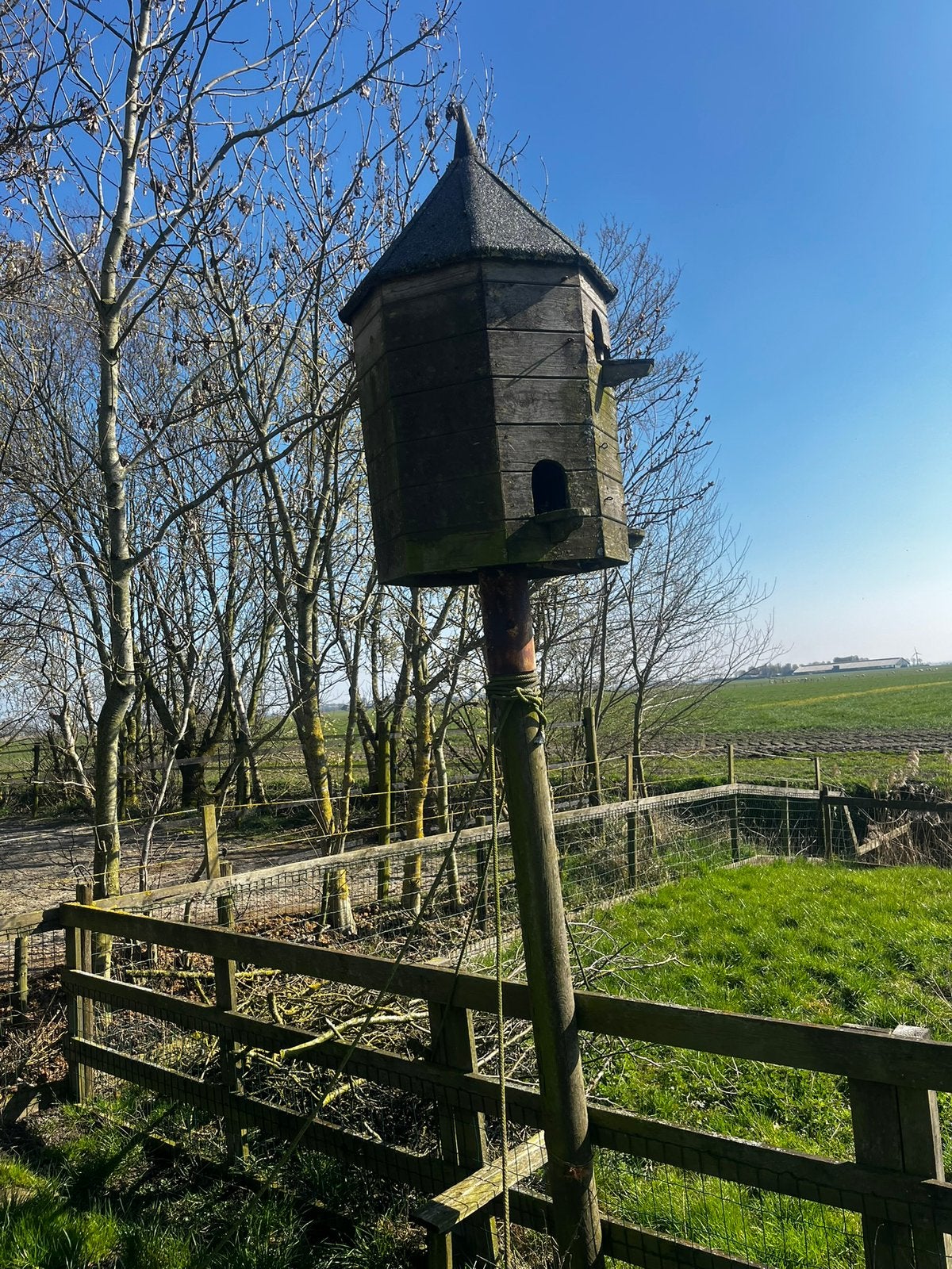 Mooie Duiventil, Meerdere dieren, Postduif