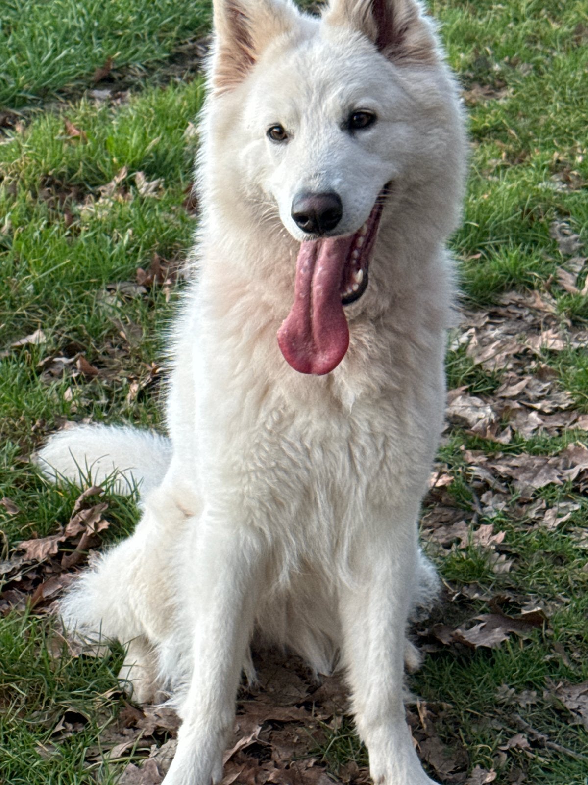 Witte herder teefje, 1 tot 2 jaar, Teef, Parvo, Eén hond