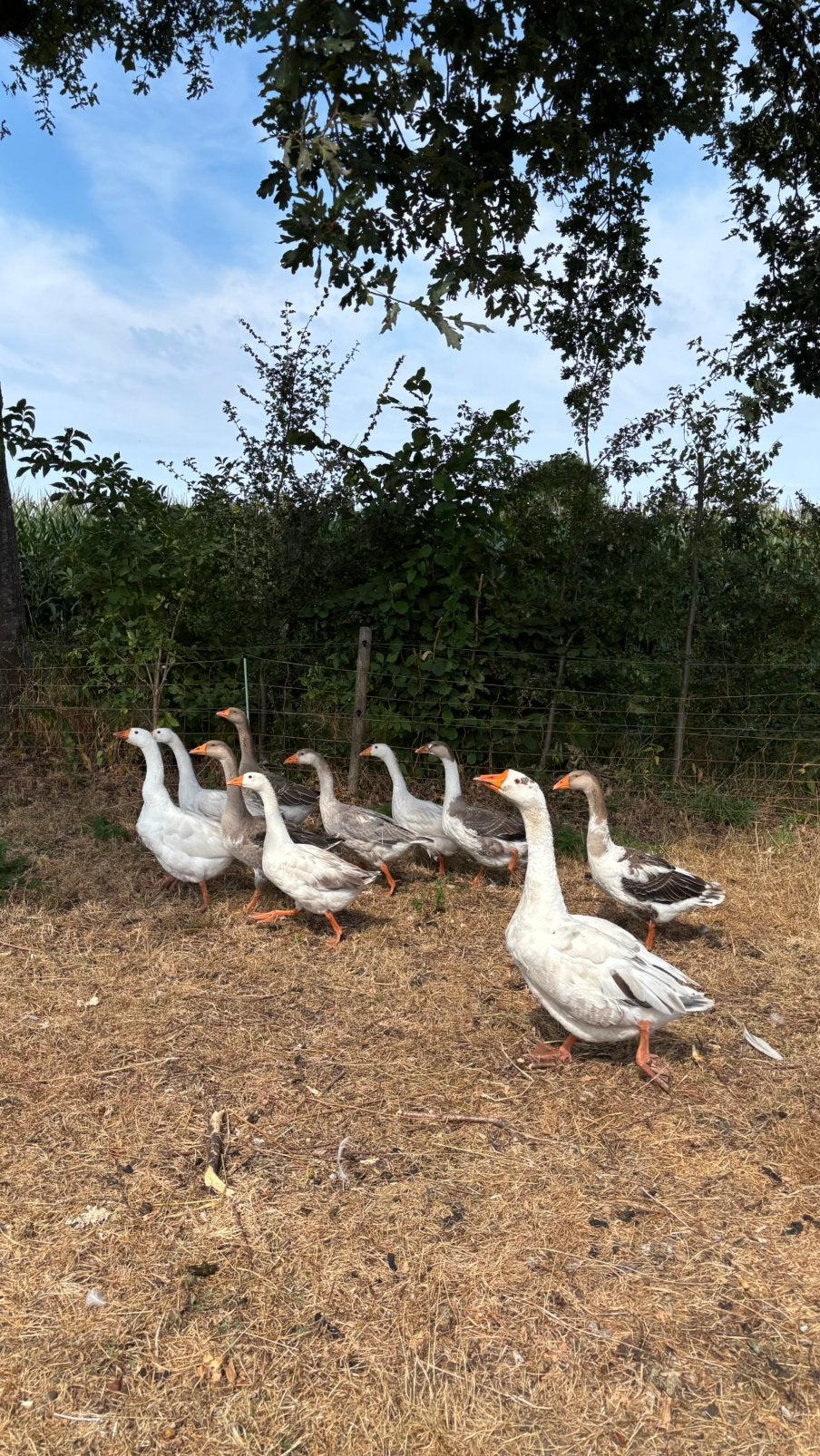 Ganzen te koop, Dieren en Toebehoren, Pluimvee, Meerdere dieren, Gans of Zwaan