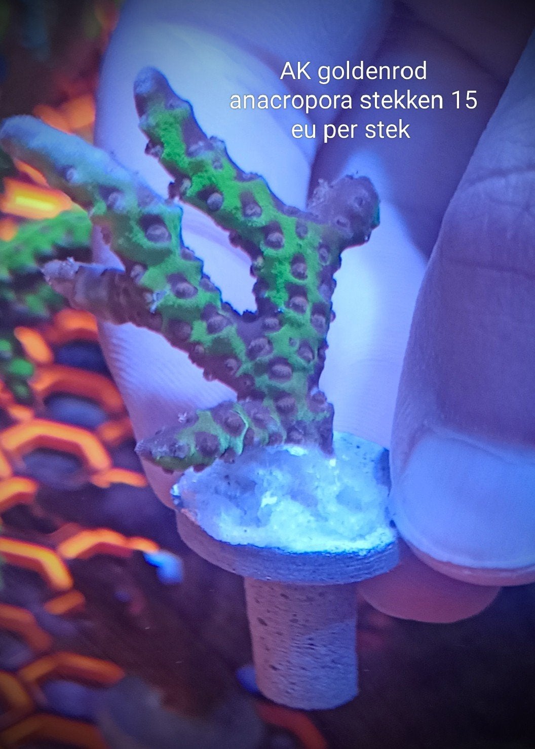 AK goldenrod anacropora, Dieren en Toebehoren, Zoutwatervis
