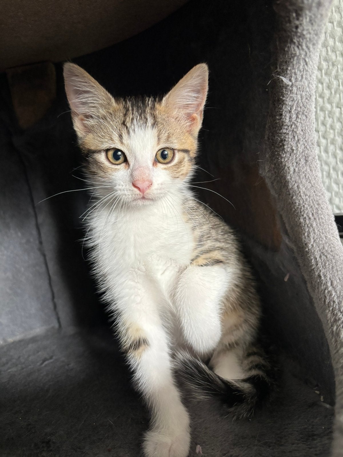 Nog 2 prachtige en superlieve kittens, Meerdere dieren