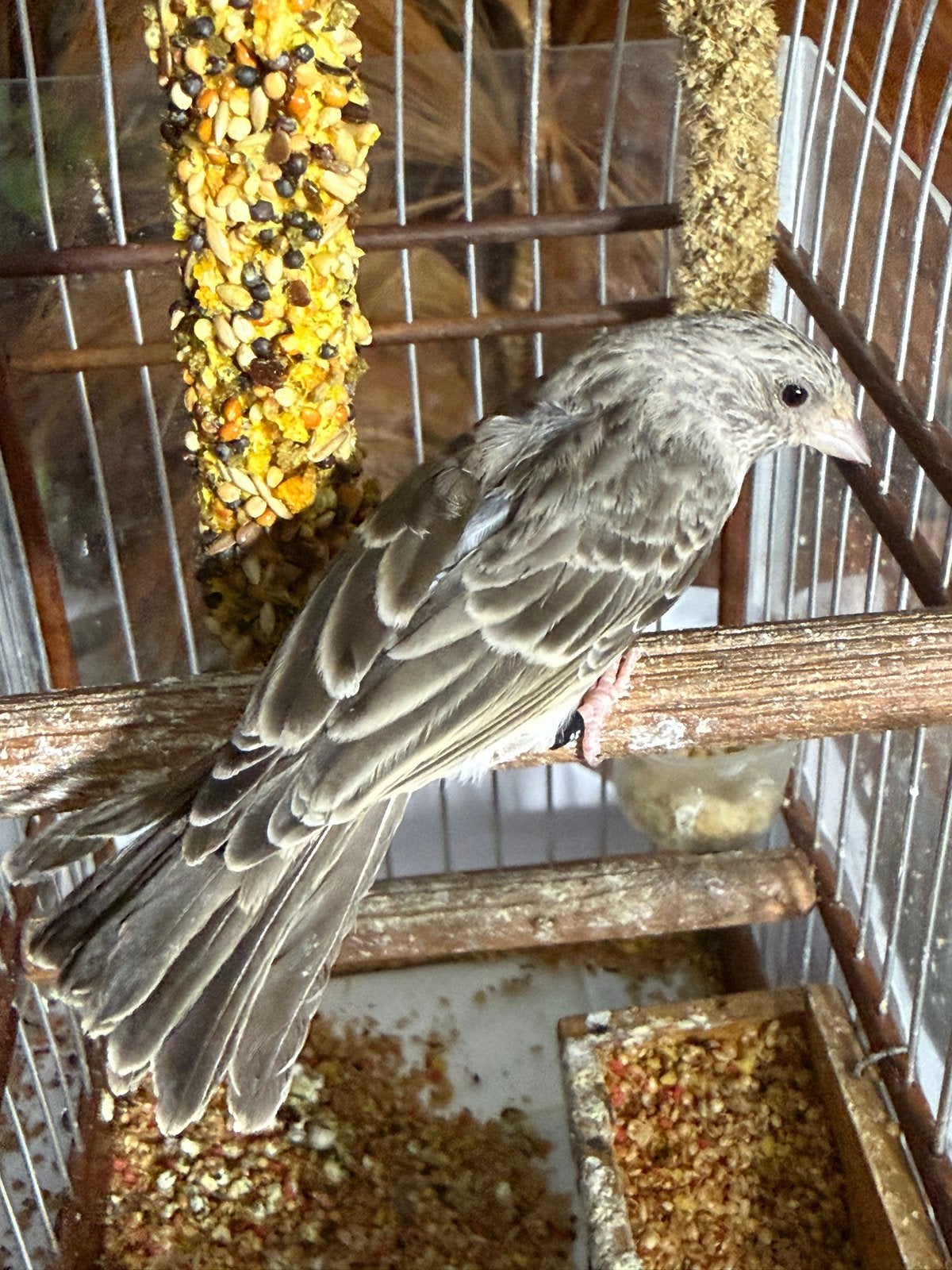 witstuit edelzanger pop, Vrouwelijk, Bastaard