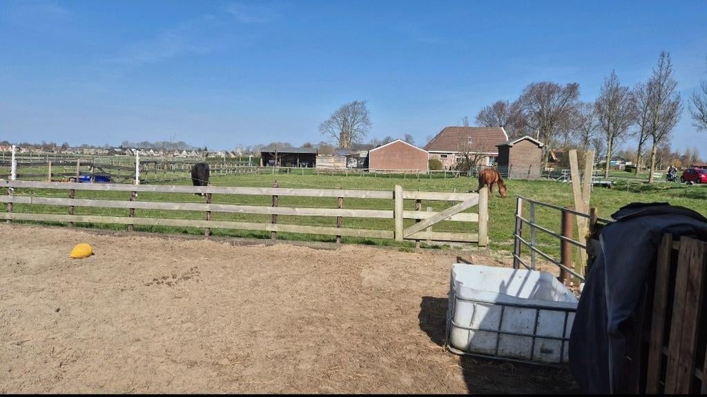 🐴Maatje gezocht! In Spanbroek 🐴 Per direct plek!, Weidegang, 1 paard of pony